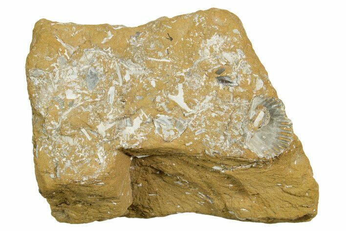 Ordovician Kukersite Oil Shale w/ Bryozoan & Brachiopod Fossils #369583
